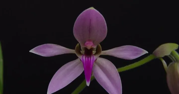 Ancistrochilus rothschildianus