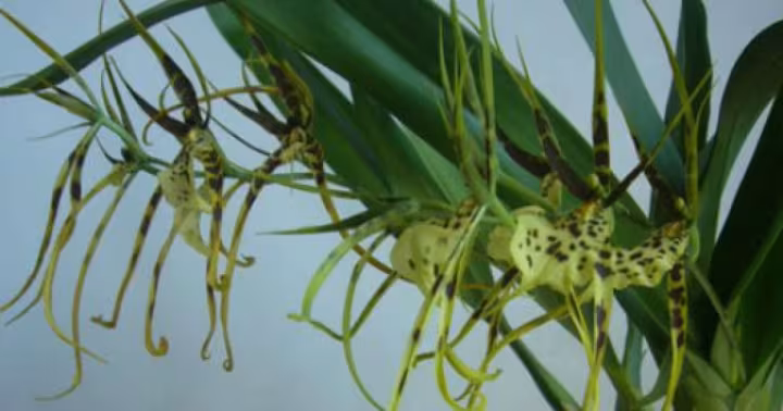 Brassia caudata