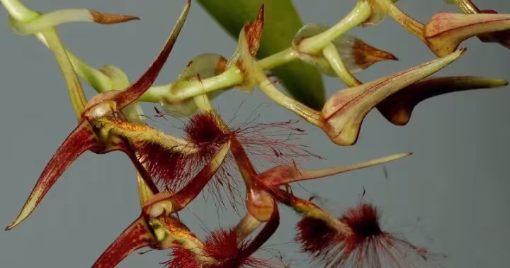 Bulbophyllum barbigerum