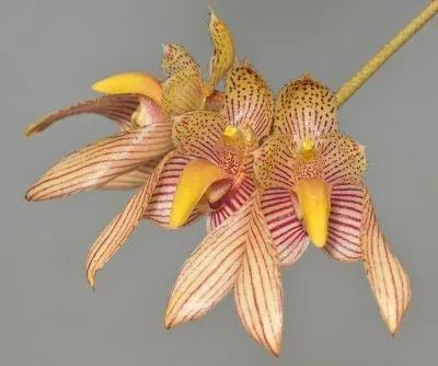 Bulbophyllum schinzianum