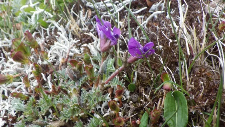 Japanese locoweed