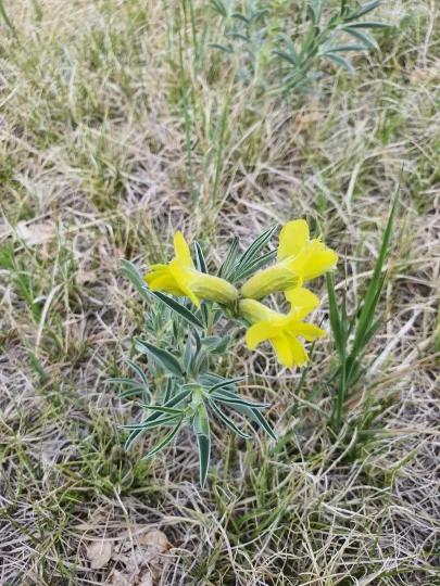 Thermopsis lupinoides