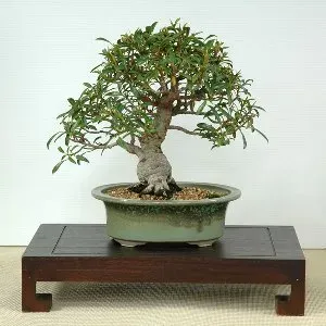 Rusty Fig