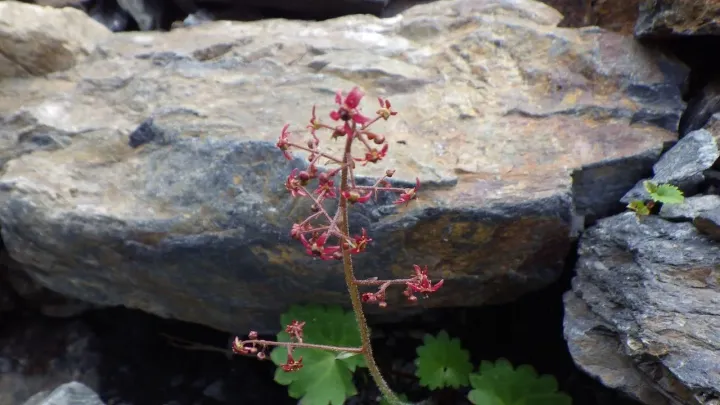 Brown saxifrage