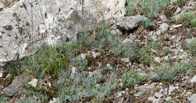Festuca hystrix