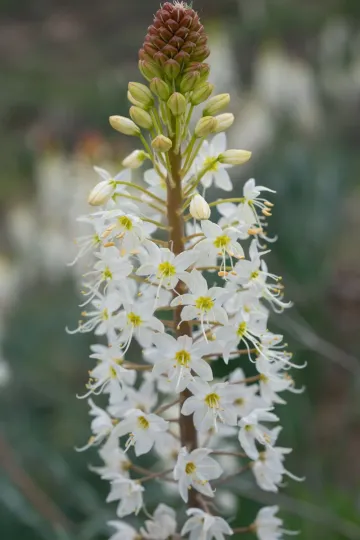 Eremurus isabellinus