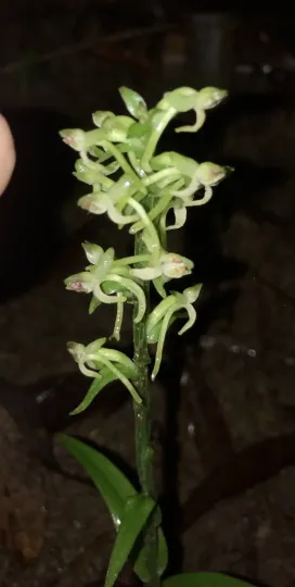 Platanthera minor
