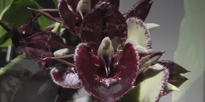 Catasetum imperiale
