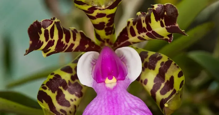 Cattleya aclandiae