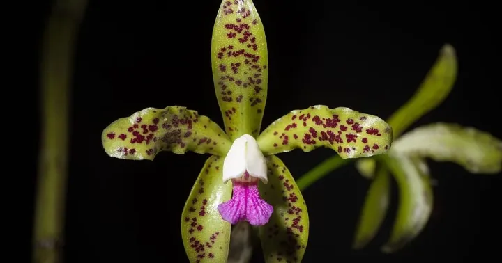 Cattleya guttata