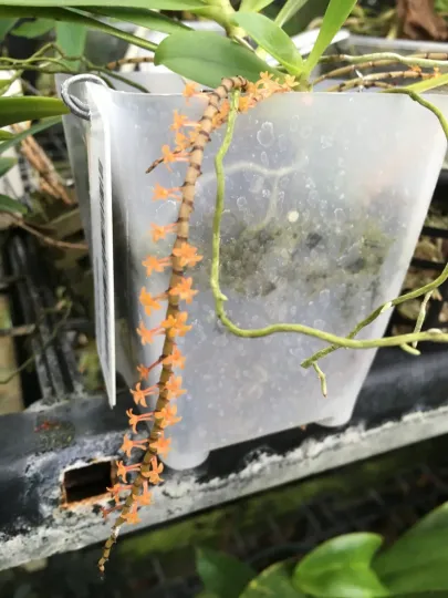 Aerangis hariotiana