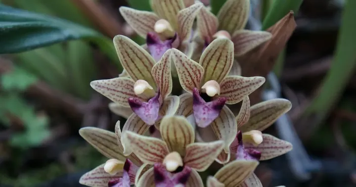 Cymbidium devonianum