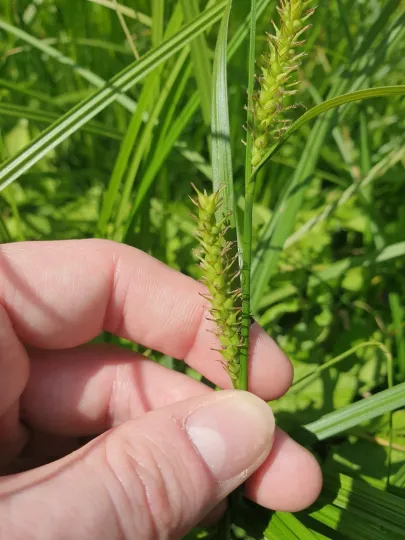 Carex miyabei