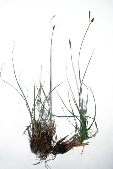 Fringed Sedge