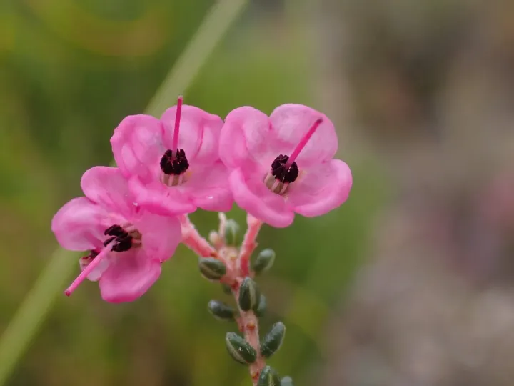 Black-anthered heath