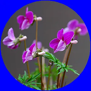 Faurie violet