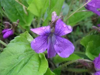 Hairy-petioled violet
