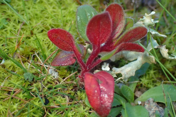 Blood-red rock rose