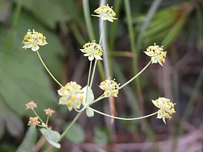Bupleurum nipponicum