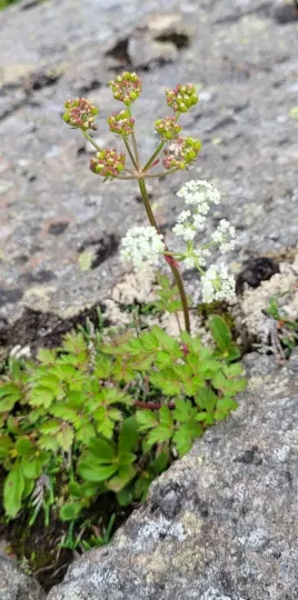 Tilingia ajanensis