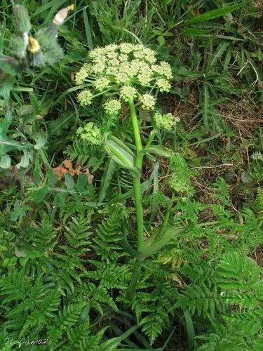 Angelica major