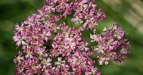 Мутеллина корсиканская