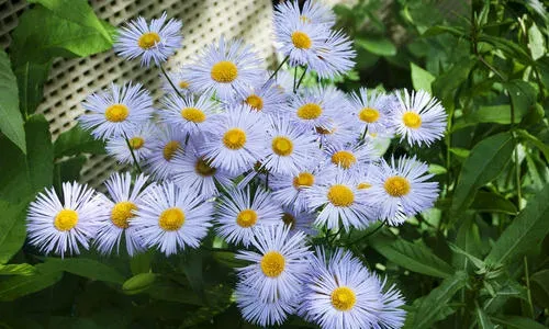 Hybrid fleabane