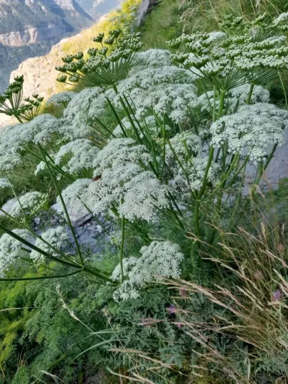 Ligusticum lucidum