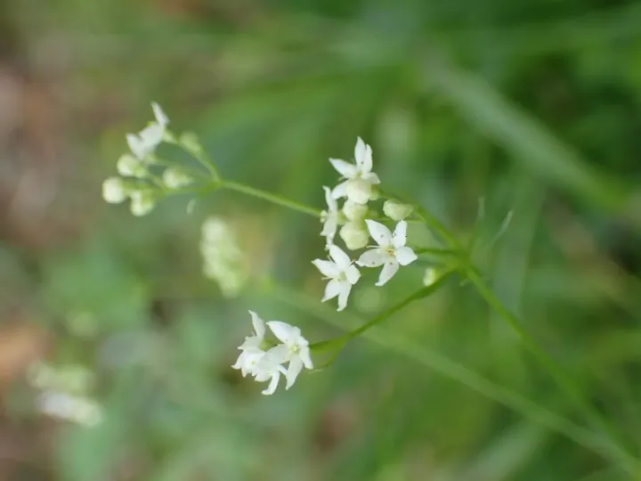 Підмаренник низький