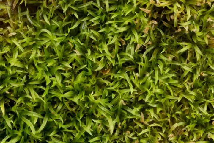 Trichostomum tenuirostre