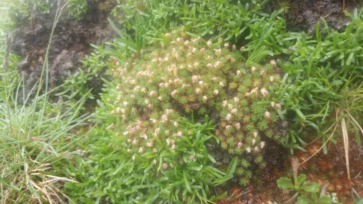 Wulfen's rock jasmine