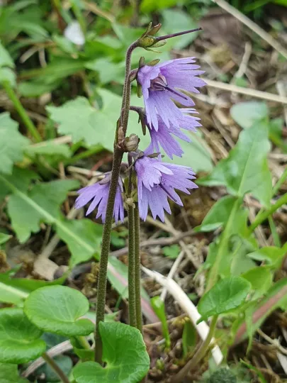 Hungarian soldanella
