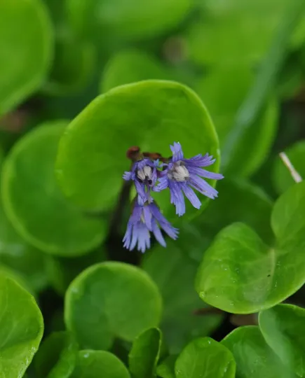Soldanella pindicola