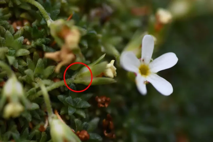 Pyrenean rock jasmine