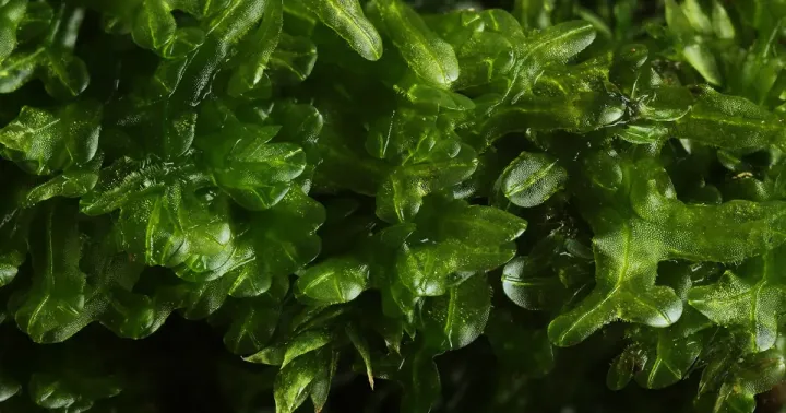 Metzgeria conjugata