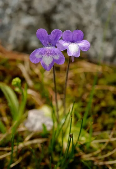 Жирянка Арве