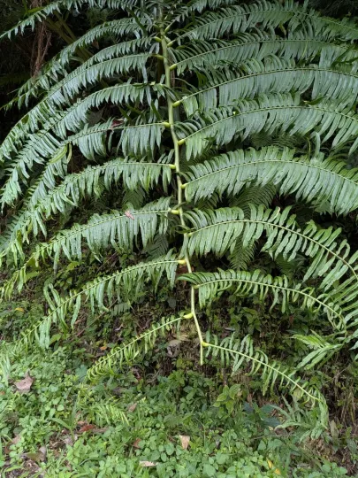 Angiopteris evecta