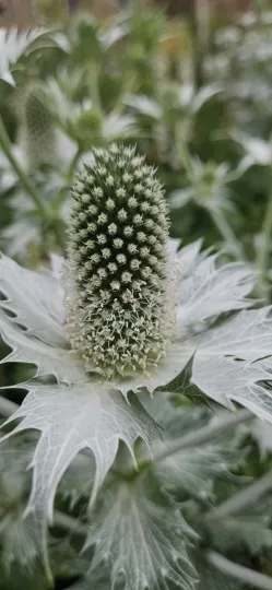 Giant sea holly