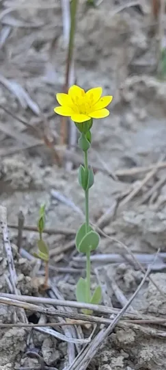 Blackstonia acuminata