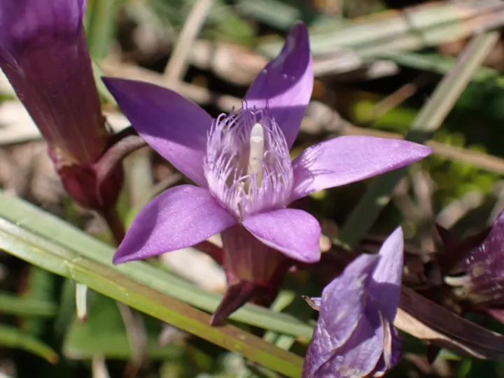Chiltern gentian
