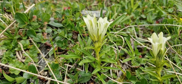 Gentiana frigida
