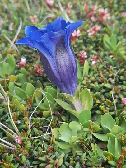 Alpine Gentian