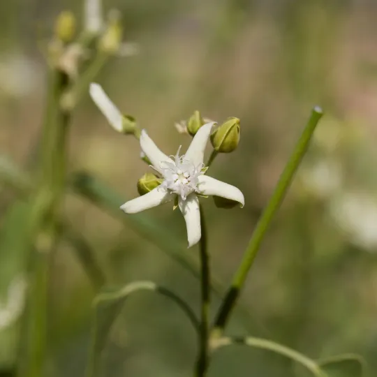 Vincetoxicum floribundum