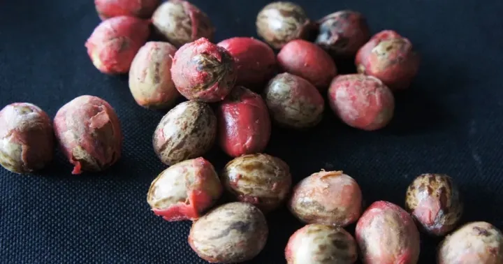 Philippine nutmeg