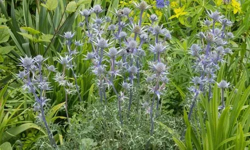 Zabel's sea holly