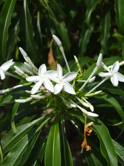 Alstonia venenata