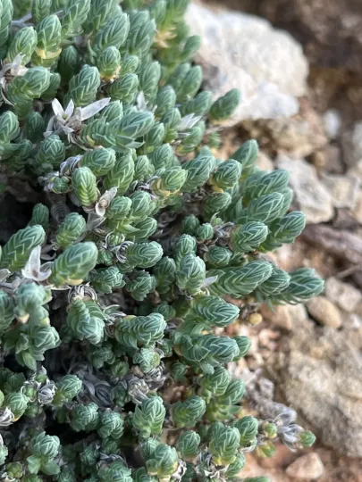 Sea crosswort