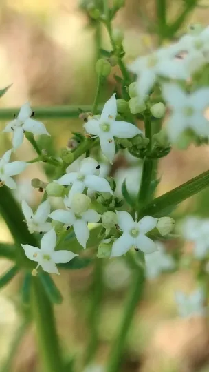 Підмаренник блискучий