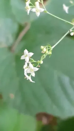 Galium aristatum