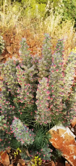 Echium albicans